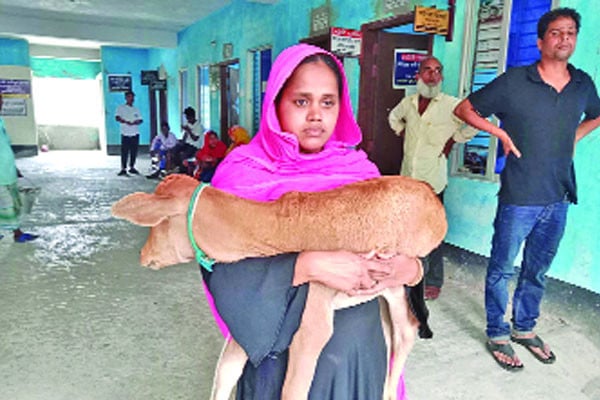 চাঁদা না পেয়ে নিয়ে গেল গরু, বাছুর নিয়ে আদালতে নারী