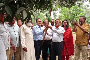 চুয়াডাঙ্গায় আনুষ্ঠানিকভাবে আম সংগ্রহ উদ্বোধন
