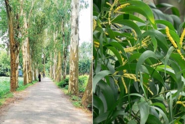 ইউক্যালিপটাস ও আকাশমনি গাছের চারা রোপণ, উত্তোলন, বিক্রয় নিষিদ্ধ ঘোষণা