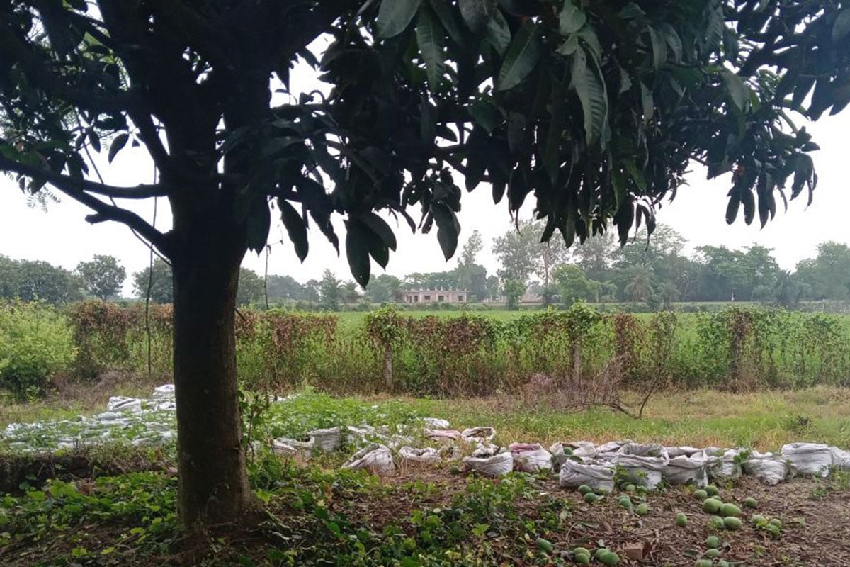 চাঁপাইনবাবগঞ্জে আমের সঙ্গে শত্রুতা!