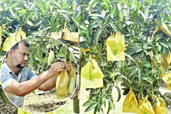 নওগাঁয় ৫০ লাখ আমে ফ্রুট ব্যাগিং