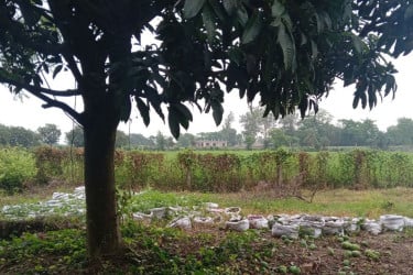 চাঁপাইনবাবগঞ্জে আমের সঙ্গে শত্রুতা!
