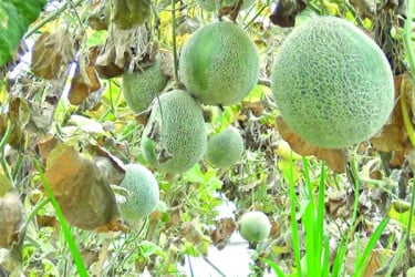 দেশেই মরুভূমির সুস্বাদু সাম্মাম