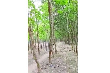 গাছপালা কমে মরুর দিকে