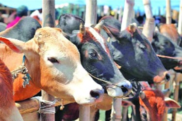 এক দশকে কোরবানি পশুর চাহিদা বেড়েছে ৭৯ শতাংশ