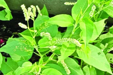 হারিয়ে যাচ্ছে ঔষধি গুল্ম বিষকাঁটালি