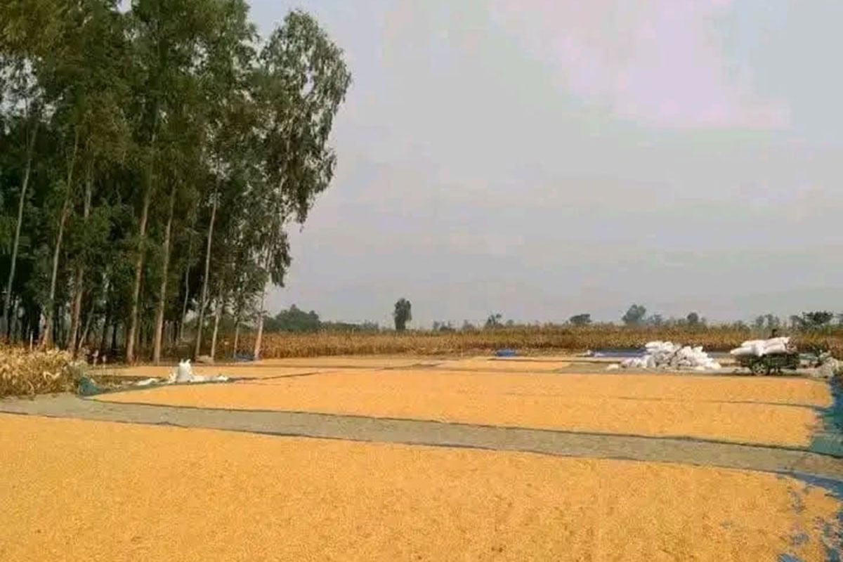 ভুট্টা ঘরে তুলতে ব্যস্ত তিস্তা চরের কৃষকরা