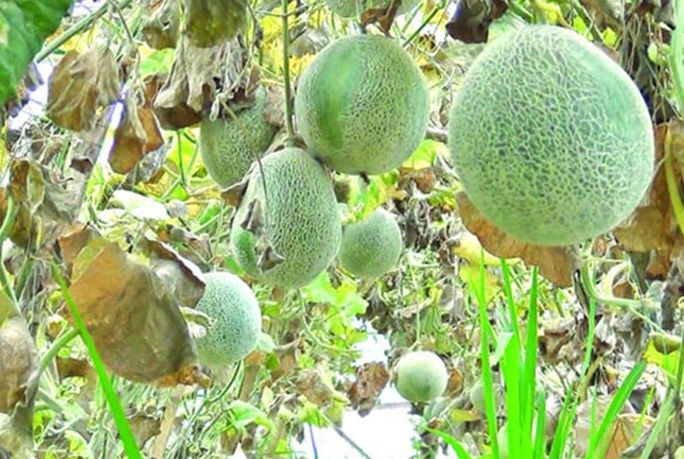 দেশেই মরুভূমির সুস্বাদু সাম্মাম