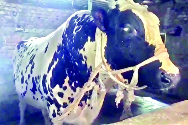 কোরবানির হাট কাঁপাবে ৪০ মণ ওজনের সম্রাট