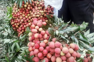 অনন্য স্বাদে দেশসেরা দিনাজপুরী লিচু বাজারে