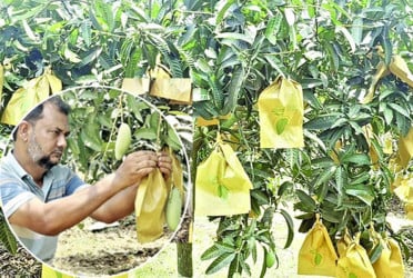 নওগাঁয় ৫০ লাখ আমে ফ্রুট ব্যাগিং