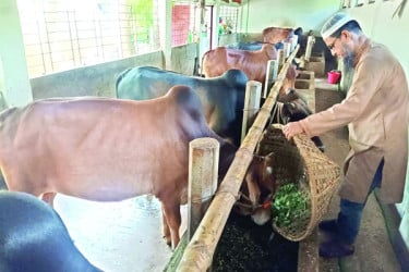স্নাতকোত্তর প্রতিবন্ধীর খামারে গরুর সমাহার