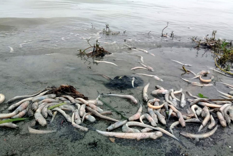 মেঘনায় মরে ভেসে উঠছে বিভিন্ন প্রজাতির মাছ