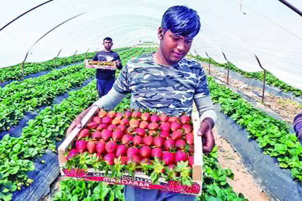 গ্রিসে বাজিমাত বাংলাদেশি শ্রমিকদের