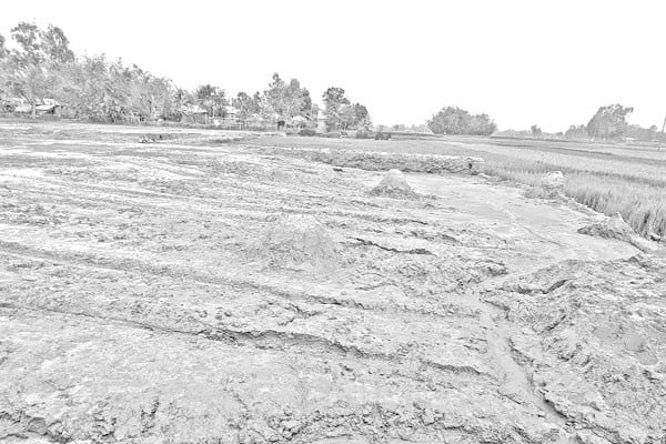 নীলফামারীতে কমছে আবাদি জমি