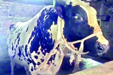 কোরবানির হাট কাঁপাবে ৪০ মণ ওজনের সম্রাট