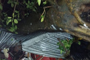 ঝড়ে বটগাছ ভেঙে চা দোকানে থাকা স্ত্রীর মৃত্যু, বেঁচে গেছেন স্বামী