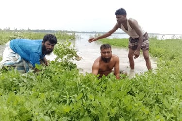 কুড়িগ্রামের নদ-নদীতে পানি বৃদ্ধি, তলিয়ে গেছে রবিশস্য
