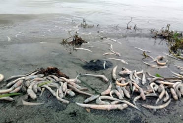 মেঘনায় মরে ভেসে উঠছে বিভিন্ন প্রজাতির মাছ