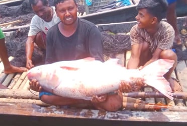 মেঘনায় ধরা পড়ল ২৯ কেজির বিগহেড