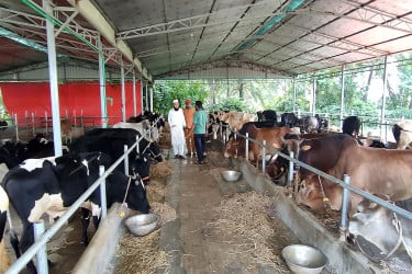 নওগাঁয় কোরবানির জন্য ৭ লাখ ৮৮ হাজার ৩২০ পশু প্রস্তুত