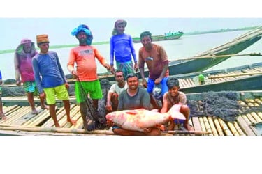 মেঘনায় ধরা পড়ল ২৯ কেজির বিগহেড
