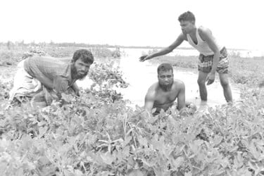 বাড়ছে নদ-নদীর পানি তলিয়ে গেছে রবিশস্য