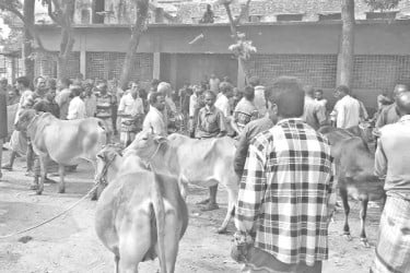 মাদরাসা মাঠে পশুর হাট বিঘ্ন শিক্ষার পরিবেশ