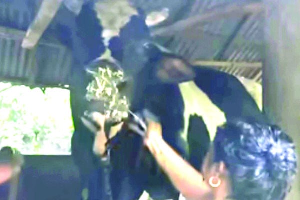 খুলনার সবচেয়ে বড় গরু ‘রাজা মানিক’
