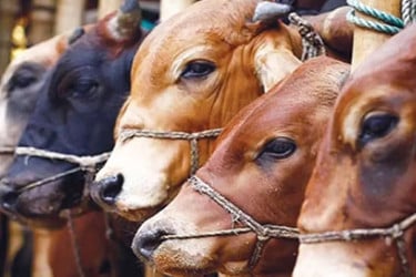 দাম বাড়াতে তৎপর মধ্যস্বত্বভোগী