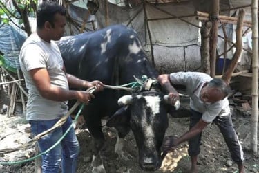 যশোরে সাড়ে ৩২ মণের 'ঠাণ্ডাভোলা' মাতাবে কোরবানির হাট