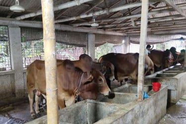 গোপালগঞ্জে কোরবানির জন্য প্রস্তুত প্রায় ৪০ হাজার গবাদিপশু