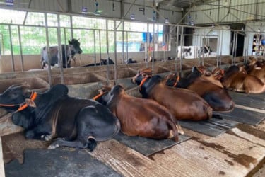 ফেনীতে কোরবানির পশুর চাহিদার চেয়ে সরবরাহ বেশি