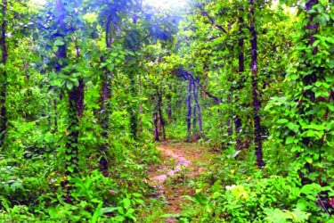 দখলদারের কবজায় ১২ লাখ কোটি টাকার বনভূমি