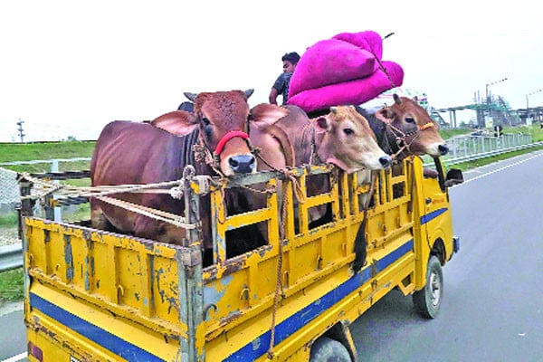 নির্ধারিত পশুর হাটের গাড়ি পথে থামালে ব্যবস্থা