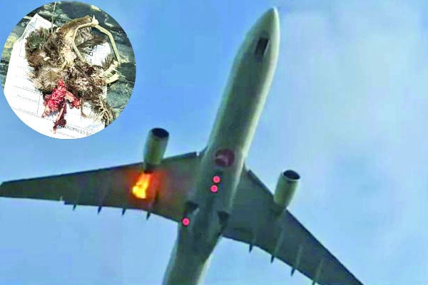 আগুন টার্কিশ এয়ারলাইনসে জরুরি অবতরণ