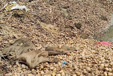ঠাকুরগাঁওয়ে পুকুরে-ডোবায় ফেলে দেয়া হচ্ছে কৃষকের কষ্টের আলু