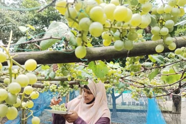 উঠানের মাচায় দুলছে থোকায় থোকায় আঙুর