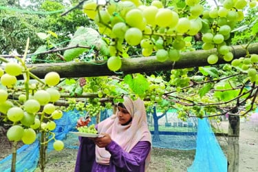 উঠানে আঙুর চমক