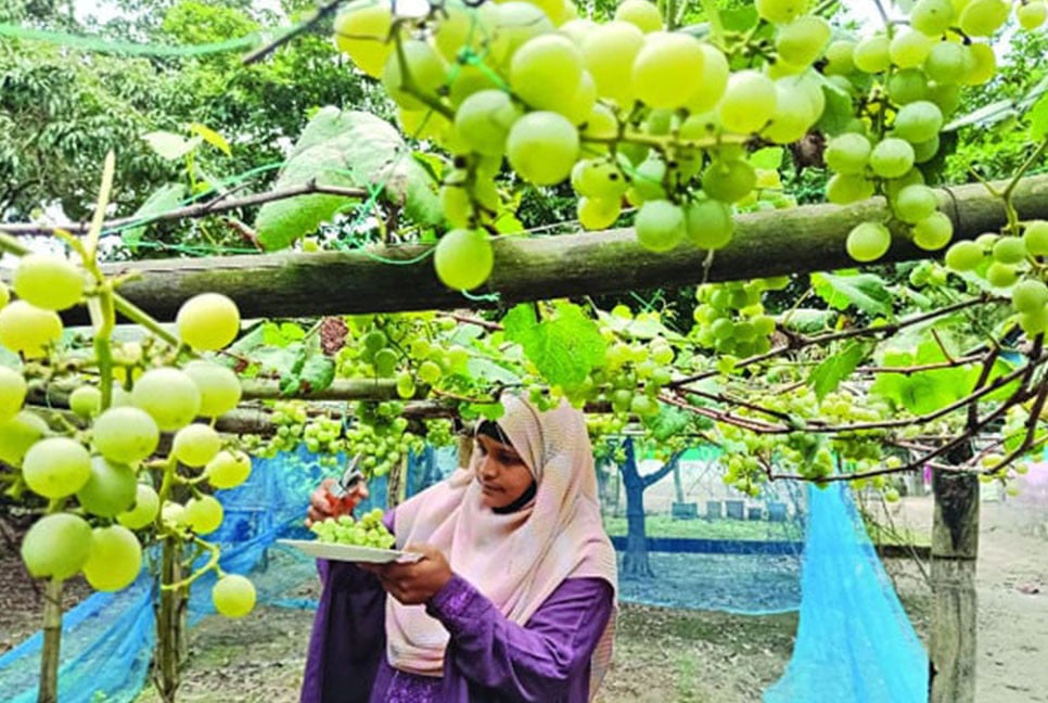 উঠানে আঙুর চমক