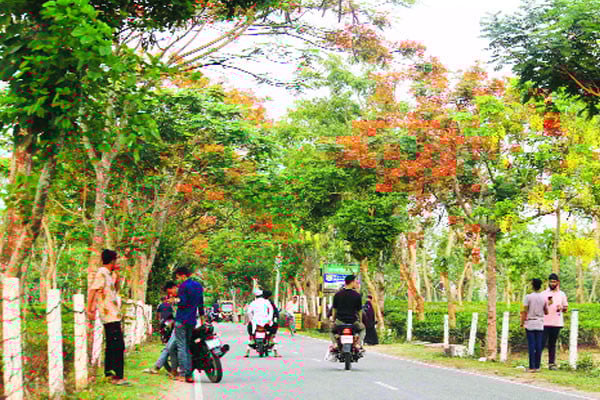 ফুলে ফুলে শোভিত সড়ক