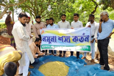 কুমারখালীতে যান্ত্রিক পদ্ধতিতে ব্রিধান-৯২ চাষ, বিঘাপ্রতি ফলন ২৯ মণ