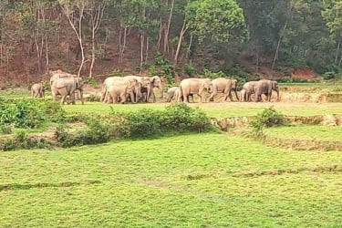 খাদ্যের সন্ধানে লোকালয়ে হাতি, নিহত ১