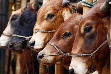 কোরবানির বাজেট করার সময় লক্ষণীয় বিষয়