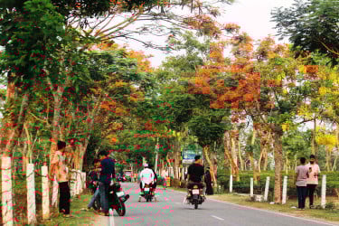 ফুলে ফুলে শোভিত সড়ক