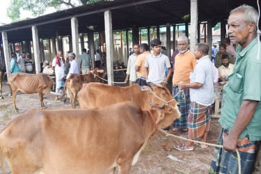 রংপুরে জমে উঠতে শুরু করেছে কোরবানির পশুর হাট