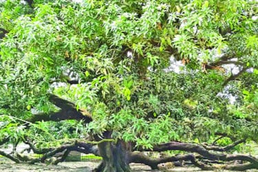 বিস্ময়কর ২২০ বছরের সূর্যপুরী