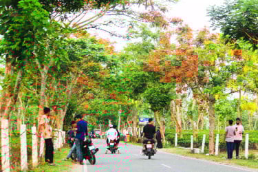 ফুলে ফুলে শোভিত সড়ক