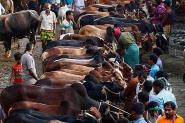 মেরাদিয়া ও আফতাবনগরে এবার বসছে না পশুর হাট