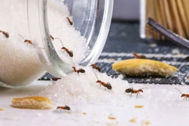 চিনির পাত্র থেকে পিঁপড়া দূর করার ঘরোয়া কৌশল